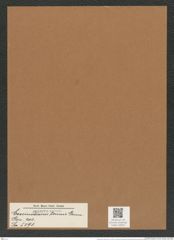 Coscinodiscus tenuis Grun. (de-Toni-Nr.: Genus 202, Species 5091) Zeichnungen Sammlung Grunow Mappe 04875 (Herbarium_W_Grunow_drawings_Folder_04875)